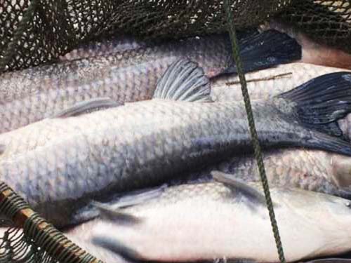 安乡县孝忠水产养殖专业合作社