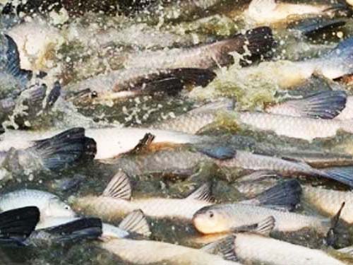 安乡县孝忠水产养殖专业合作社